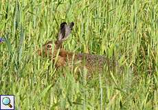 Feldhase (European Hare, Lepus europaeus)