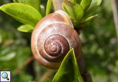 rotbraune Variante der Garten-Bänderschnecke (White-lipped Snail, Cepaea hortensis)
