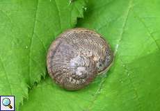 Junge Gefleckte Weinbergschnecke (Brown Garden Snail, Cornu aspersum)
