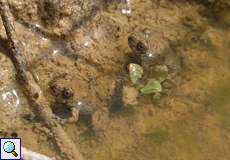Junge Gelbbauchunken (Yellow-bellied Toad, Bombina variegata)