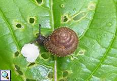 Gemeine Haarschnecke (Hairy Snail, Trochulus hispidus)