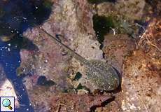 Larve des Grasfroschs (Common Frog, Rana temporaria)