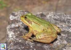 Kleiner Wasserfrosch (Pool Frog, Pelophylax lessonae)