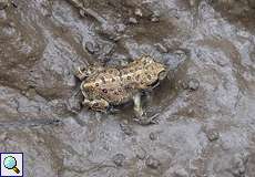 Junge Kreuzkröte (Natterjack Toad, Epidalea calamita)