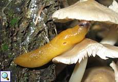 Pilzschnegel (Lemon Slug, Malacolimax tenellus)