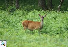 Rothirschkuh (Red Deer, Cervus elaphus)