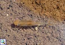 Männlicher Sommer-Feenkrebs (Fairy shrimp, Branchipus schaefferi)