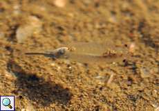 Weiblicher Sommer-Feenkrebs (Fairy shrimp, Branchipus schaefferi)