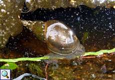 Spitzschlammschnecke (Great Pond Snail, Lymnaea stagnalis)