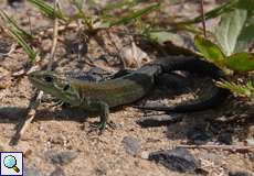 Junge Waldeidechse (Viviparous Lizard, Zootoca vivipara)