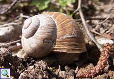 Weinbergschnecke (Burgundy Snail, Helix pomatia)