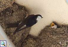Mehlschwalbe am Nest mit Jungtier (House Martin, Delichon urbica)