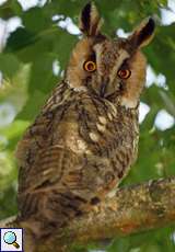 Waldohreule (Long-eared Owl, Asio otus)