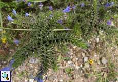 Gewöhnlicher Natternkopf (Echium vulgare) im Herfeld in der Wahner Heide