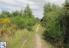 Besenginster (Cytisus scoparius) und Goldruten (Solidago sp.) säumen einen Weg im Herfeld in der Wahner Heide