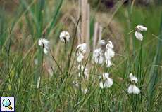 Schmalblättriges Wollgras (Eriophorum angustifolium) im Herfeldmoor in der Wahner Heide