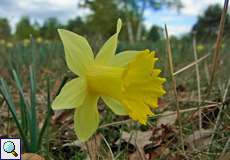 Wildform der Gelben Narzisse (Narcissus pseudonarcissus) im Hühnerbruch in der Wahner Heide
