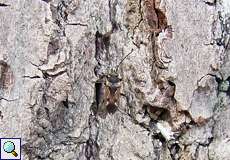 Gemeine Bodenwanze (Dirt-Colored Seed Bug, Rhyparochromus vulgaris)