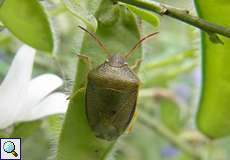 Ginster-Baumwanze (Gorse Shieldbug, Piezodorus lituratus), Alttier