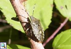 Graue Gartenwanze (Mottled Shieldbug, Rhaphigaster nebulosa)