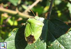 Grüne Stinkwanze (Green Shieldbug, Palomena prasina)