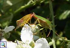 Grüne Stinkwanze (Green Shieldbug, Palomena prasina), Paarung