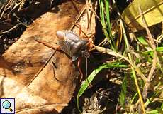 Rotbeinige Baumwanze (Red-legged Shieldbug, Pentatoma rufipes)