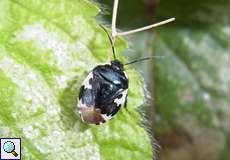 Schwarzweiße Erdwanze (Pied Shieldbug, Tritomegas bicolor)