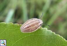 Spitzling-Nymphe (Bishop's Mitre Bug, Aelia acuminata)