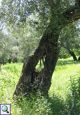 Ölbaum (Olea europaea)