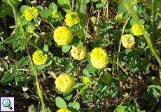 Feld-Klee (Field Clover, Trifolium campestre)