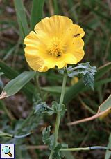 Gelber Hornmohn (Yellow Horned Poppy, Glaucium flavum)