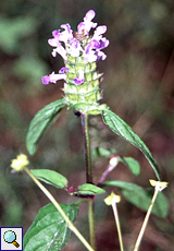 Gemeine Braunelle (Common Selfheal, Prunella vulgaris)