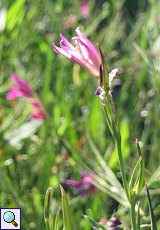 Saat-Siegwurz (Field Gladiolus, Gladiolus italicus)