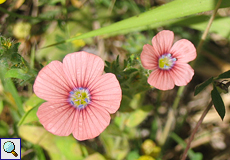 Weichhaariger Lein (Pink Flax, Linum pubescens)