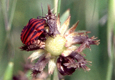 Streifenwanze (Striped Shieldbug, Graphosoma italicum)