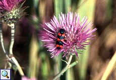 Gemeiner Bienenkäfer (Bee Beetle, Trichodes apiarius)