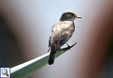 Grauschnäpper (Spotted Flycatcher, Muscicapa striata)