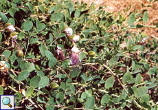 Kapernstrauch (Caper, Capparis spinosa)