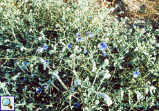 Stachelige Zichorie (Spiny Chicory, Cichorium spinosum)