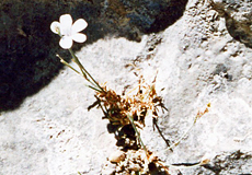 Griechische Faltenlilie (Greek Gagea, Gagea graeca)