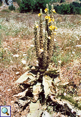 Verbascum macrurum