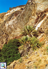 Buntes Gestein in der Kraterwand und Palmen