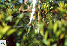 Weibliche Opuntien-Kreuzspinne (Tropical Tent-web Spider, Cyrtophora citricola)