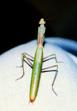 Gottesanbeterin (Praying Mantis, Mantis religiosa)