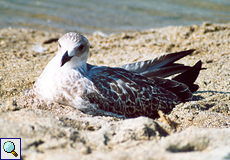 Jugendliche Mittelmeermöwe (Yellow-legged Gull, Larus michahellis)