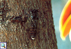 Singzikade (Cicada, Cicada sp.) Nr. 1