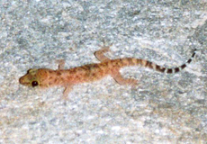 Europäischer Halbfinger (Mediterranean Gecko, Hemidactylus turcicus)