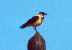 Nebelkrähe (Hooded Crow, Corvus cornix)
