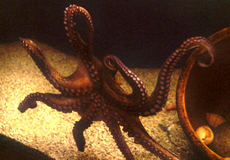 Oktopus im Aquarium Aqua World